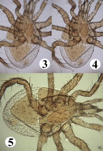 Parasitellus fucorum